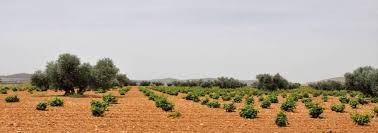 Bodegas VIÑEDOS DE AROMAZ (Moral de Calatrava-La Mancha)