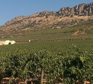Bodega PAGO FLORENTINO (Malagón, Ciudad Real).
