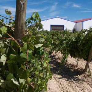 Bodega PAGO FINCA SANDOVAL (Ledaña, Cuenca)