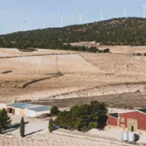 Viñedos y Bodegas XENYSEL (Jumilla, Murcia)