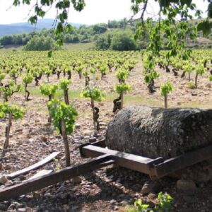 Bodegas y Viñedos MERAYO (San Andrés de Montejos, León)